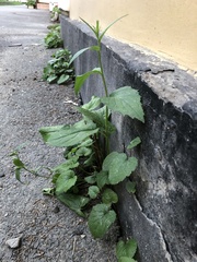 Campanula rapunculoides