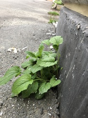 Campanula rapunculoides