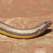 California Legless Lizard - Photo (c) Bill Bouton, some rights reserved (CC BY-NC-SA)