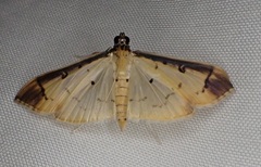 Eulepte anticostalis