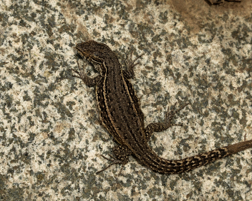 Brown Tree Iguana