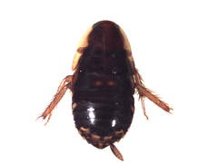 Anisopygia decora