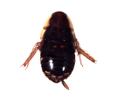 Anisopygia decora