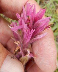Castilleja lemmonii