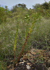 Pterocaulon serrulatum