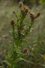 Pterocaulon serrulatum
