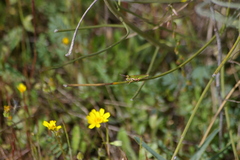 Chorthippus apicalis
