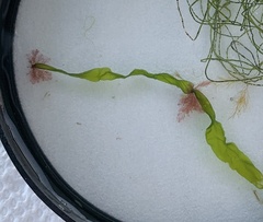 Callithamnion corymbosum