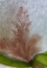 Callithamnion corymbosum