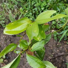 Cinnamomum tamala