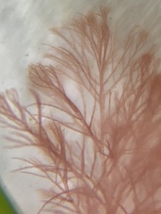 Callithamnion corymbosum