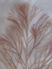 Callithamnion corymbosum