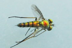 Condylostylus caudatus