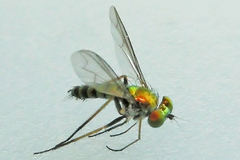 Condylostylus caudatus