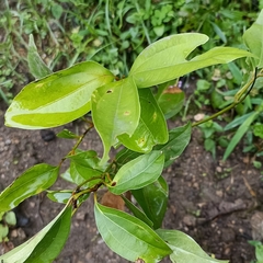 Cinnamomum tamala