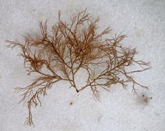 Vertebrata