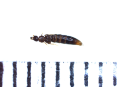 Geostiba circellaris