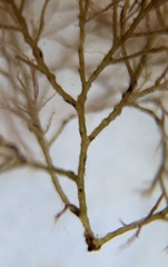 Vertebrata