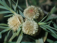 Acanthocarpus preissii