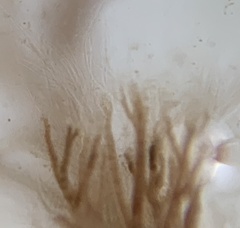 Vertebrata