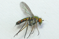 Condylostylus caudatus