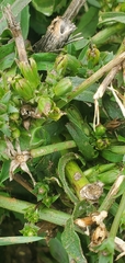 Cichorium intybus