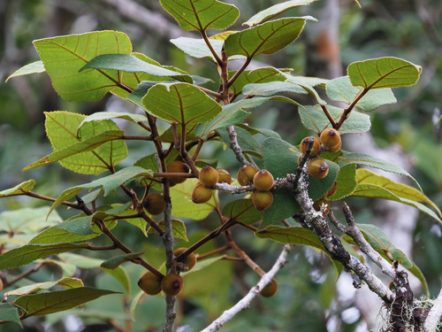 Ficus eumorpha (Ficus eumorpha)