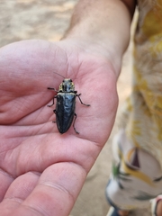 Chalcophora detrita