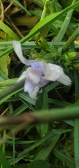 Cichorium intybus
