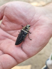 Chalcophora detrita