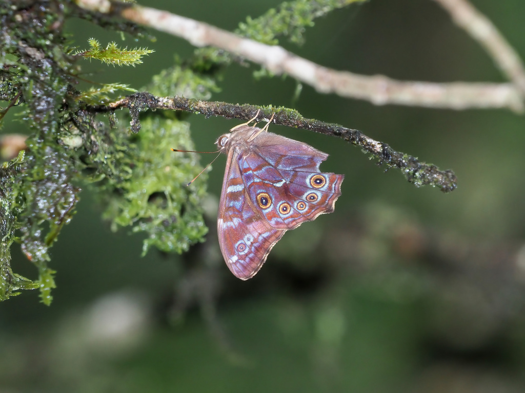 Bornean Treebrown