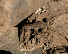 Liolaemus lonquimayensis