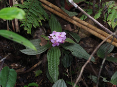 Phyllagathis