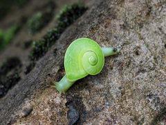 Rhinocochlis nasuta