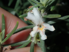 Westringia dampieri