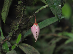 Goniothalamus roseus