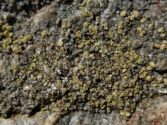 Lecanora polytropa
