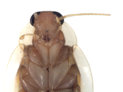 Chorisoneura inversa