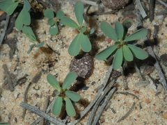 Phyllanthus erwinii