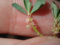 Phyllanthus erwinii
