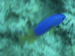 Pomacentrus caeruleopunctatus