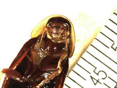 Colapteroblatta surinama