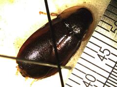 Colapteroblatta surinama