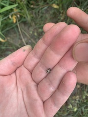 Zygogramma suturalis