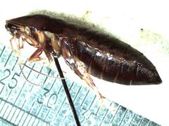 Colapteroblatta surinama