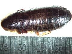 Colapteroblatta surinama