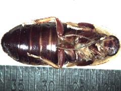 Colapteroblatta surinama