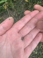 Zygogramma suturalis