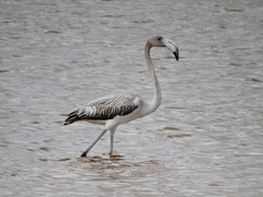 American Flamingo photo 5