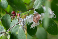 Prociphilus xylostei